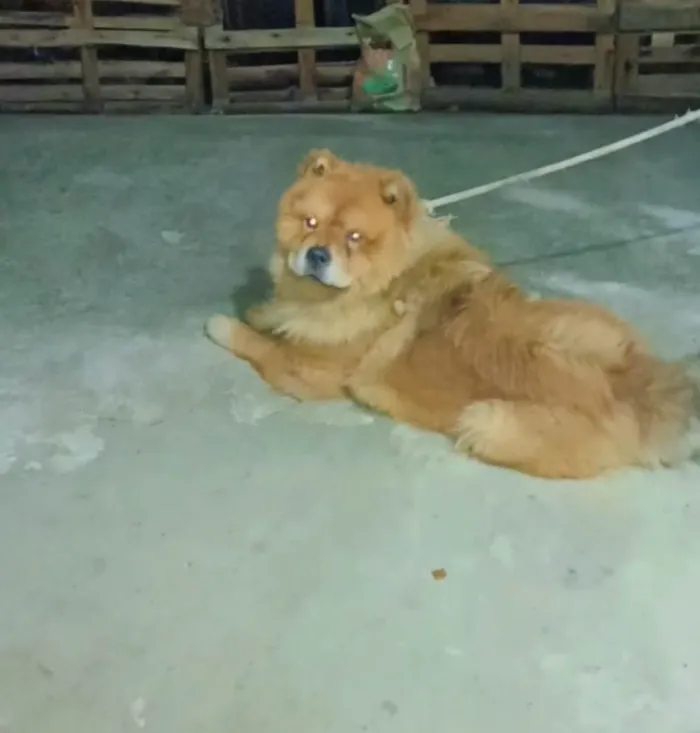 Cachorro ra a Chow Chow idade 1 ano nome Não tem nome