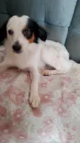 Timão