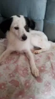 Timão