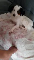 Timão
