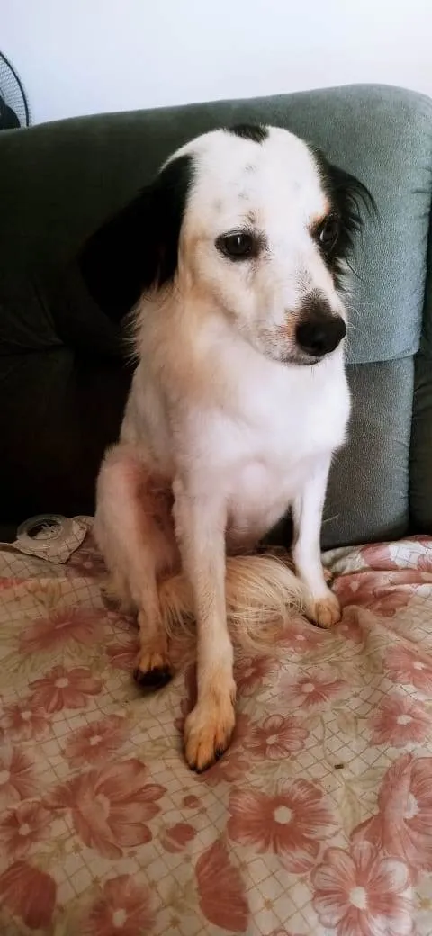 Cachorro ra a SRD-ViraLata idade 1 ano nome Timão 