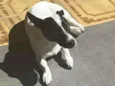 Cachorro raça Jack Russel idade 1 ano nome GRATIFICA - Mussarela