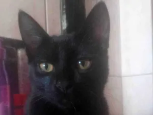 Gato raça Mestiça de angorá  idade 2 a 6 meses nome Neityri