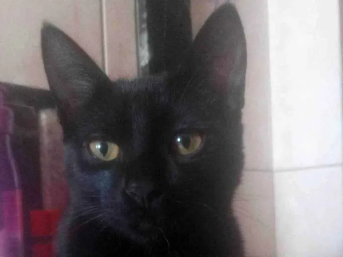 Gato ra a Mestiça de angorá  idade 2 a 6 meses nome Neityri