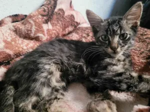 Gato raça SRD-ViraLata idade 2 a 6 meses nome Romeu