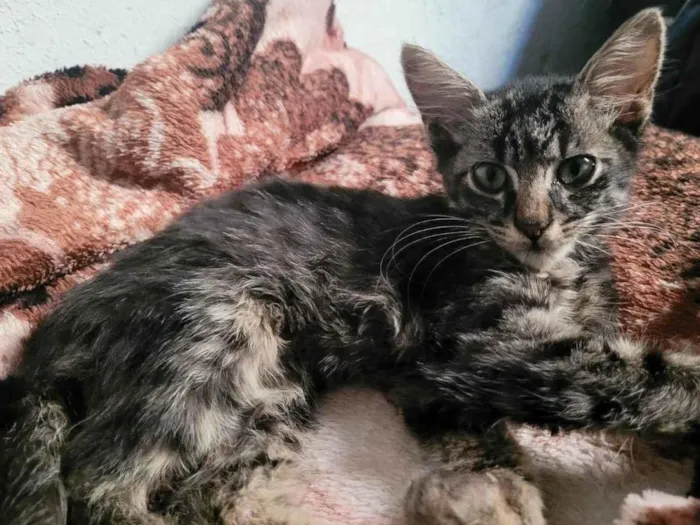 Gato ra a SRD-ViraLata idade 2 a 6 meses nome Romeu