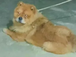 Cachorro raça Chow Chow idade 1 ano nome Não tem nome