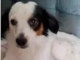 Timão