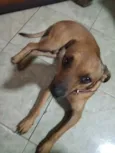 Caramelo