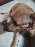 Caramelo