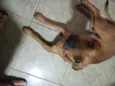 Caramelo