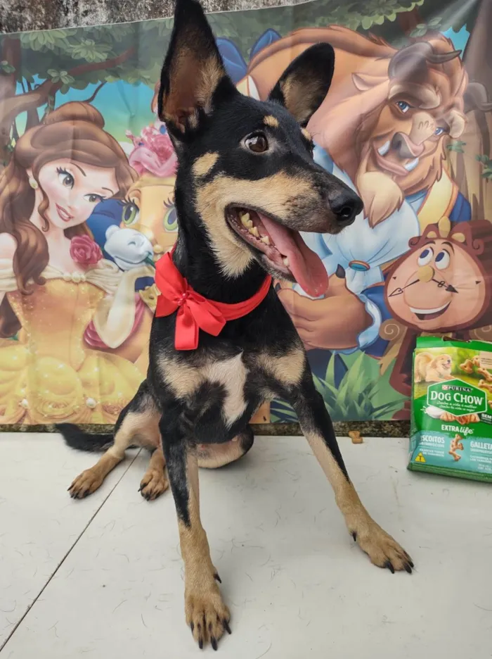 Cachorro ra a SRD-ViraLata idade 1 ano nome Zara