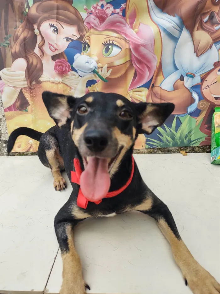 Cachorro ra a SRD-ViraLata idade 1 ano nome Zara