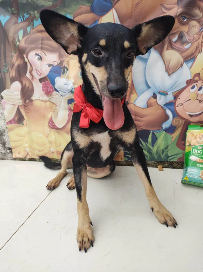 Cachorro ra a SRD-ViraLata idade 1 ano nome Zara