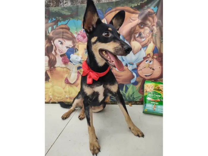 Cachorro ra a SRD-ViraLata idade 1 ano nome Zara
