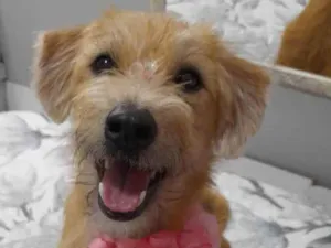 Cachorro raça Srd idade 1 ano nome Sol