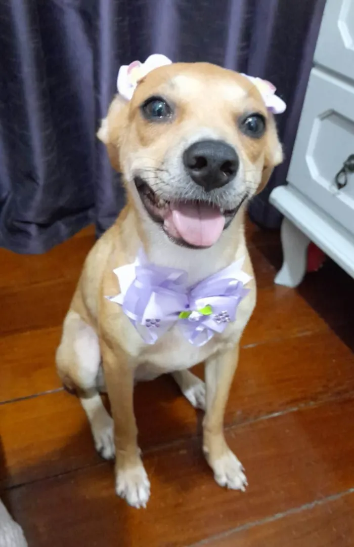 Cachorro ra a Srd idade 7 a 11 meses nome Juliette