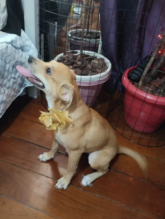 Cachorro ra a Srd idade 7 a 11 meses nome Juliette