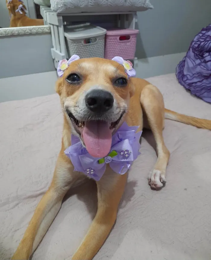 Cachorro ra a Srd idade 7 a 11 meses nome Juliette