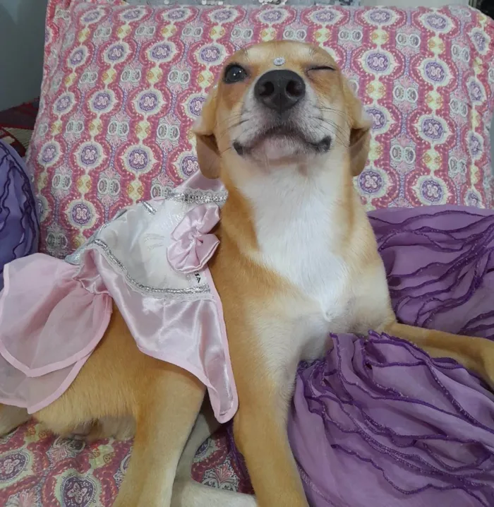Cachorro ra a Srd idade 7 a 11 meses nome Juliette