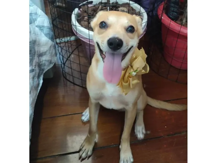 Cachorro ra a Srd idade 7 a 11 meses nome Juliette