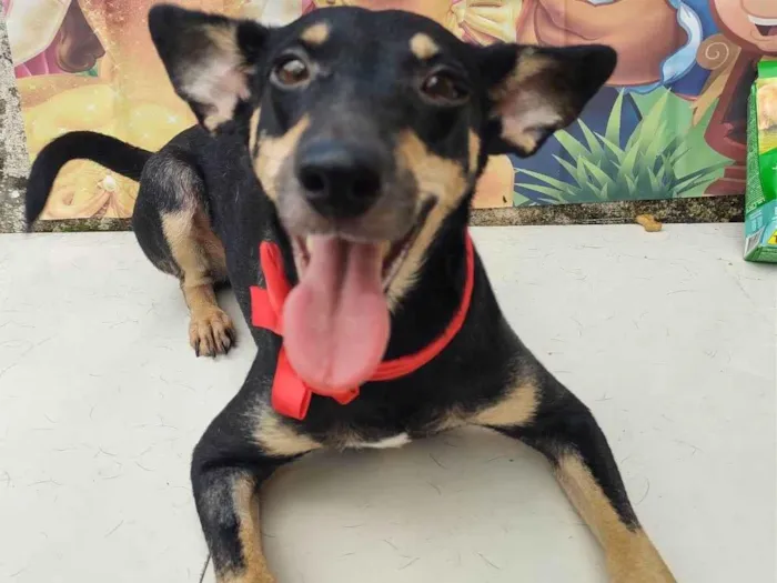Cachorro ra a SRD-ViraLata idade 1 ano nome Zara