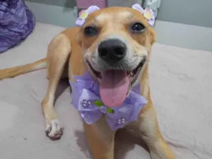 Cachorro raça Srd idade 7 a 11 meses nome Juliette