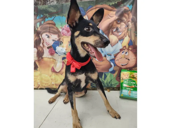 Cachorro ra a SRD-ViraLata idade 1 ano nome Zara