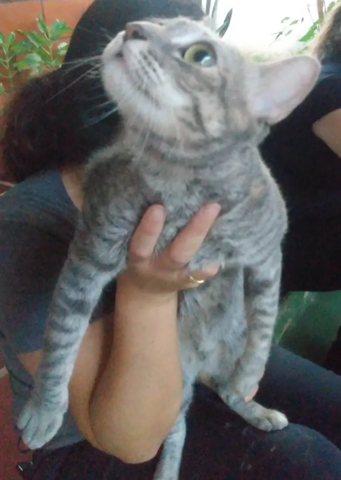 Gato ra a SRD-ViraLata idade 7 a 11 meses nome Sem nome