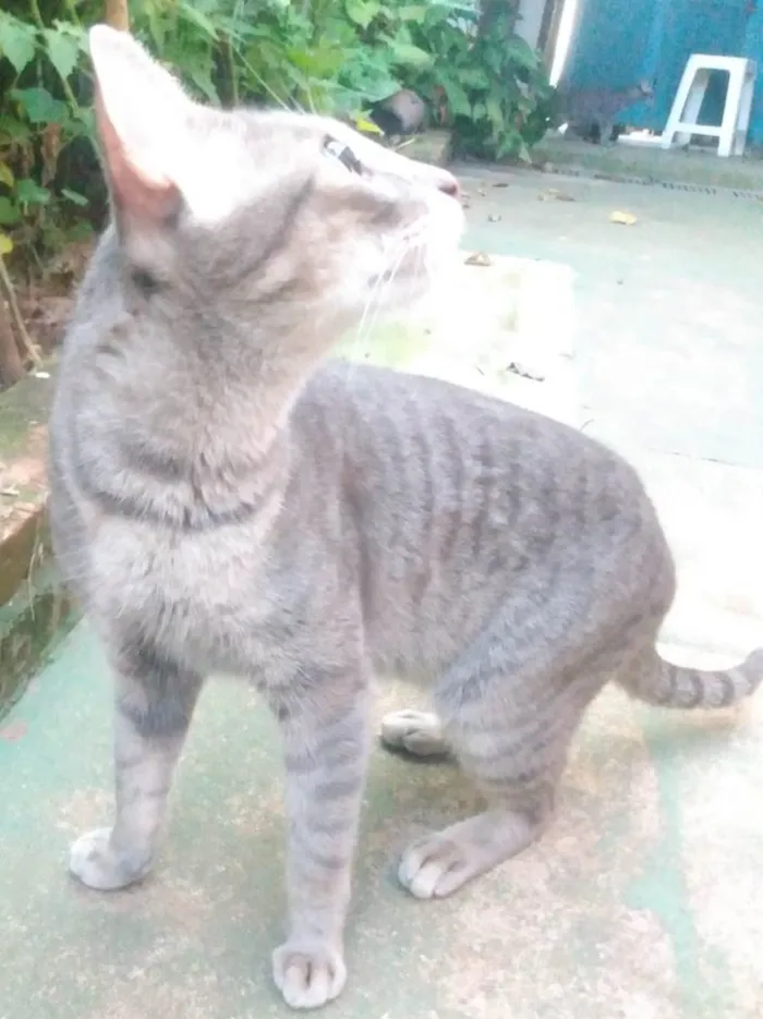 Gato ra a SRD-ViraLata idade 7 a 11 meses nome Sem nome