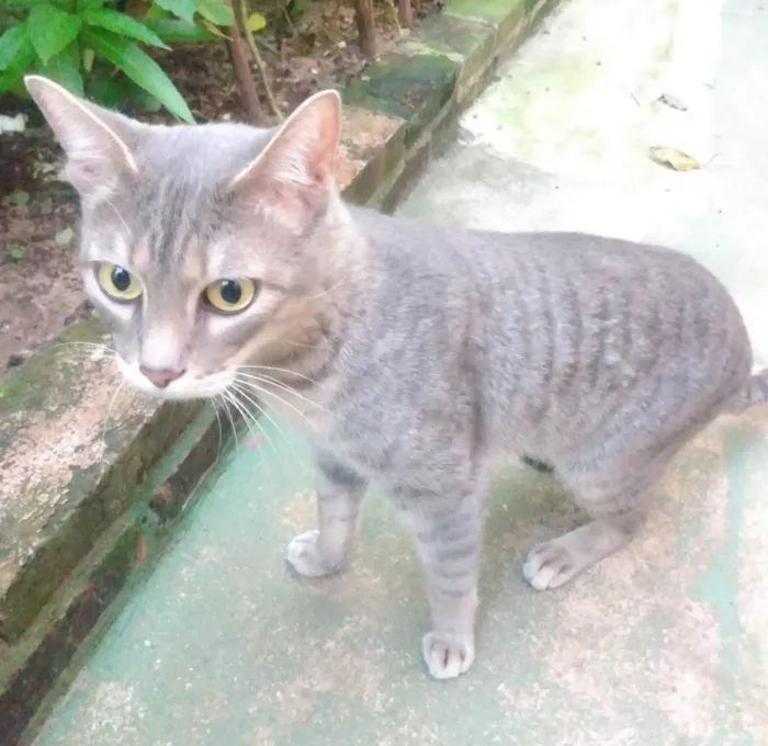 Gato ra a SRD-ViraLata idade 7 a 11 meses nome Sem nome