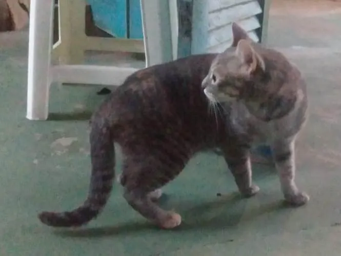 Gato ra a SRD-ViraLata idade 7 a 11 meses nome Sem nome