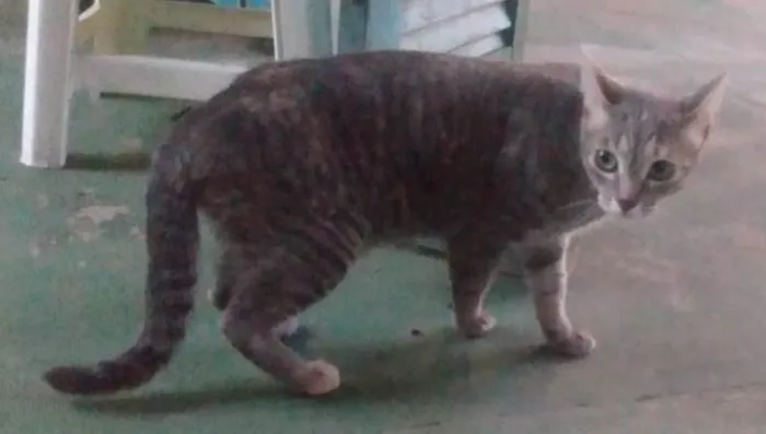 Gato ra a SRD-ViraLata idade 7 a 11 meses nome Sem nome