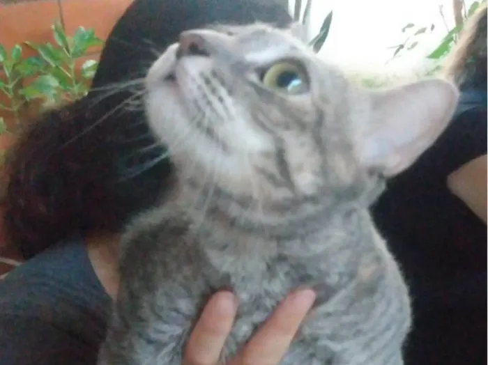 Gato ra a SRD-ViraLata idade 7 a 11 meses nome Sem nome