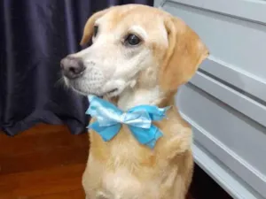 Cachorro raça Srd  idade 5 anos nome Kindin