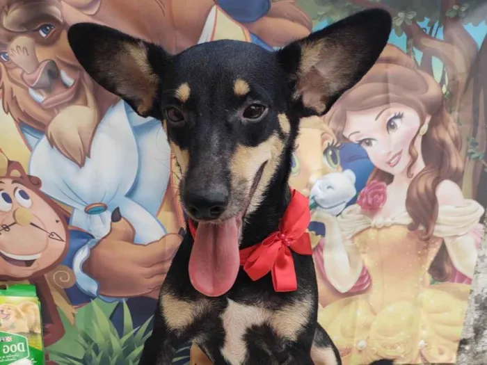 Cachorro ra a SRD-ViraLata idade 1 ano nome Zara