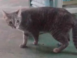 Gato raça SRD-ViraLata idade 7 a 11 meses nome Sem nome
