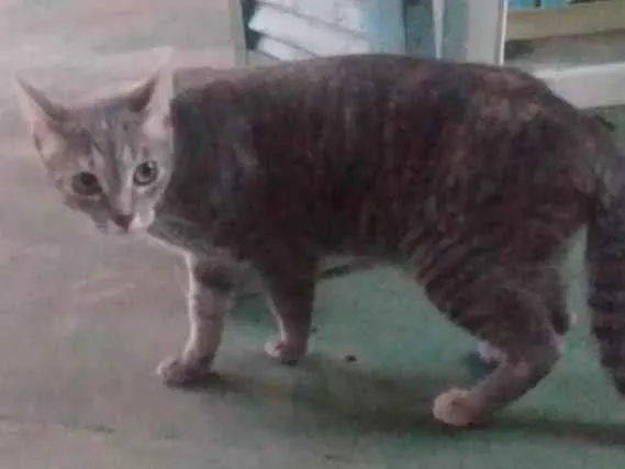 Gato ra a SRD-ViraLata idade 7 a 11 meses nome Sem nome