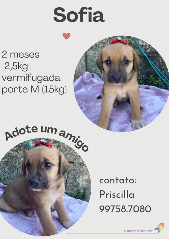 Cachorro raça SRD idade 2 a 6 meses nome Sofia