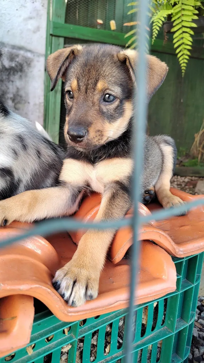 Cachorro ra a SRD-ViraLata idade Abaixo de 2 meses nome Ainda não tem nome 