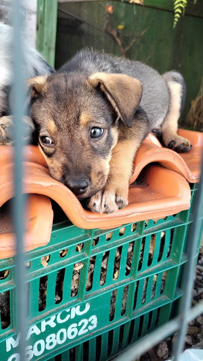 Cachorro ra a SRD-ViraLata idade Abaixo de 2 meses nome Ainda não tem nome 