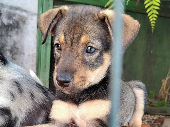 Cachorro ra a SRD-ViraLata idade Abaixo de 2 meses nome Ainda não tem nome 
