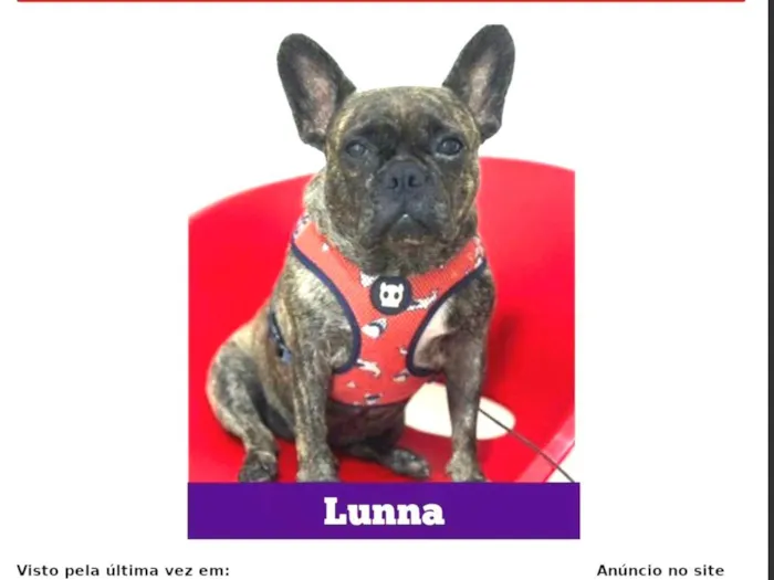 Cachorro ra a Bulldog Frances  idade 6 ou mais anos nome GRATIFICA - Lunna