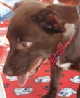 Brownie 
