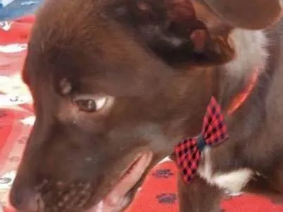 Cachorro ra a Mestico  idade 2 a 6 meses nome Brownie 