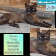 Gatão 