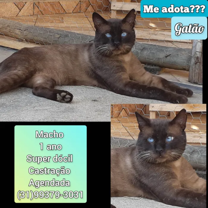 Gato raça SRD-ViraLata idade 1 ano nome Gatão 
