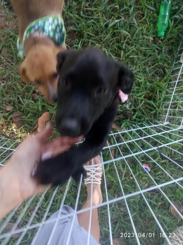 Cachorro ra a SRD = TODAS AS RAÇAS idade 2 a 6 meses nome Pretinha Castillo