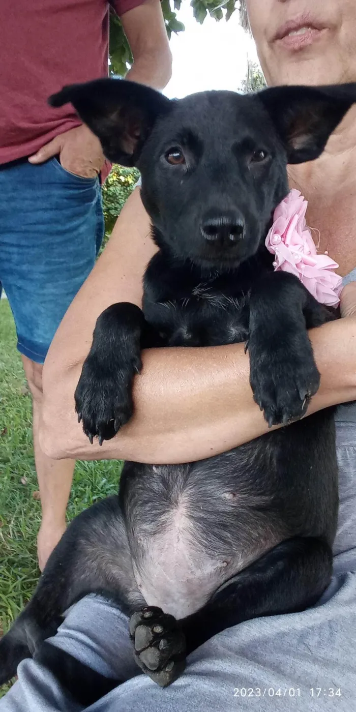 Cachorro ra a SRD = TODAS AS RAÇAS idade 2 a 6 meses nome Pretinha Castillo
