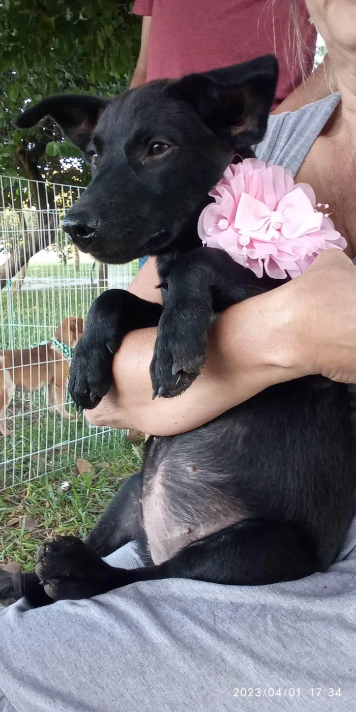 Cachorro ra a SRD = TODAS AS RAÇAS idade 2 a 6 meses nome Pretinha Castillo